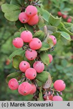 Berberis arido-calida