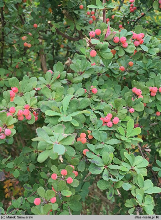 Berberis arido-calida