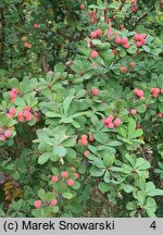 Berberis arido-calida