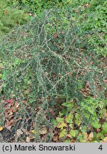 Berberis ×stenophylla (berberys wąskolistny)