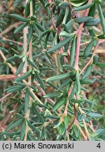 Berberis ×stenophylla (berberys wąskolistny)