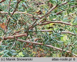 Berberis ×stenophylla (berberys wąskolistny)