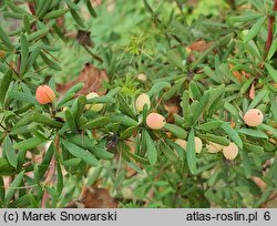 Berberis parvifolia (berberys drobnolistny)