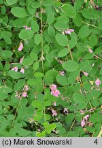 Desmodium cuspidatum