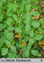 Desmodium cuspidatum