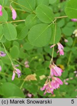 Desmodium cuspidatum