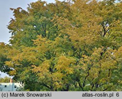 Cladrastis kentukea (strączyn żółty)