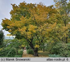 Cladrastis kentukea (strączyn żółty)