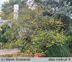 Citrus trifoliata (pomarańcza trójlistkowa)