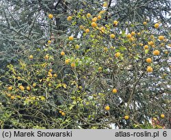 Citrus trifoliata (pomarańcza trójlistkowa)