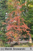 Stewartia pseudocamellia (stewarcja kameliowata)