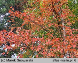 Stewartia pseudocamellia (stewarcja kameliowata)