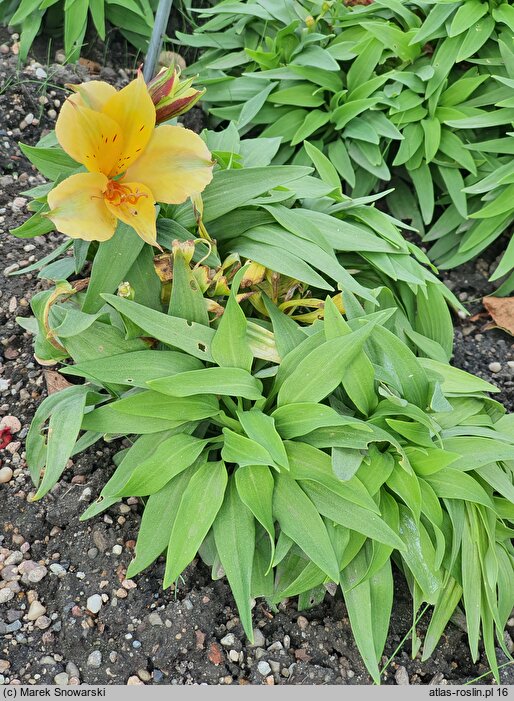 Alstroemeria aurea Colorita Lisa Zaprilisa