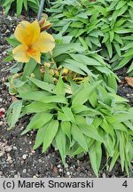 Alstroemeria aurea (alstremeria pomarańczowa)