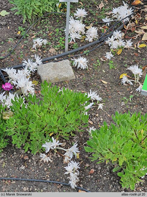 Colchicum autumnale The Giant