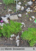 Colchicum autumnale The Giant