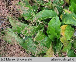 Limonium platyphyllum (zatrwian szerokolistny)