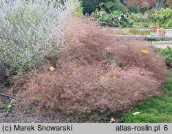 Limonium platyphyllum (zatrwian szerokolistny)