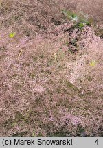 Limonium platyphyllum (zatrwian szerokolistny)