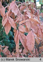 Acer triflorum (klon trójkwiatowy)