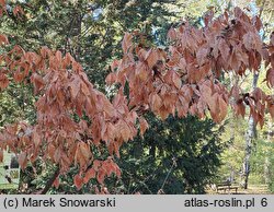 Acer triflorum (klon trójkwiatowy)