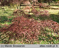 Acer palmatum Hupps Red Willow