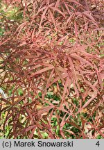 Acer palmatum Hupps Red Willow