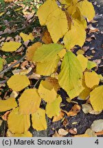 Hamamelis japonica (oczar japoński)