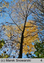 Carya cordiformis (orzesznik gorzki)