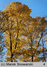 Carya cordiformis (orzesznik gorzki)