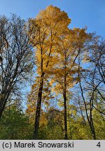 Carya cordiformis (orzesznik gorzki)