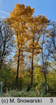 Carya cordiformis (orzesznik gorzki)