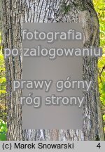 Fraxinus pennsylvanica (jesion pensylwański)