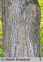 Fraxinus pennsylvanica (jesion pensylwański)