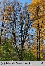 Fraxinus pennsylvanica (jesion pensylwański)