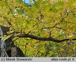 Juglans cinerea (orzech szary)