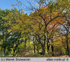 Juglans cinerea (orzech szary)