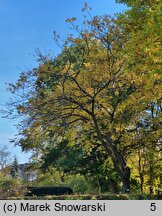 Juglans cinerea (orzech szary)