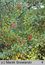 Berberis aggregata (berberys wiązkowy)