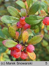 Berberis aggregata (berberys wiązkowy)