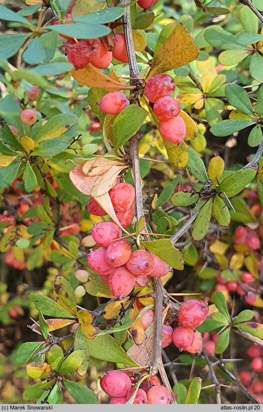 Berberis aggregata (berberys wiązkowy)