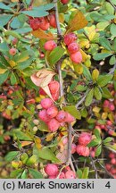 Berberis aggregata (berberys wiązkowy)