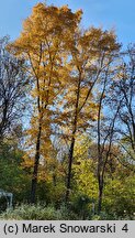 Carya cordiformis (orzesznik gorzki)