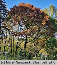 Quercus rubra (dąb czerwony)