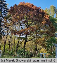 Quercus rubra (dąb czerwony)