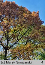 Quercus rubra (dąb czerwony)