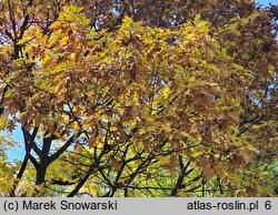 Quercus rubra (dąb czerwony)