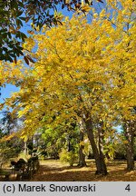 Juglans cinerea (orzech szary)