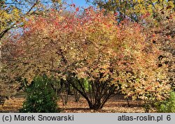 Viburnum opulus (kalina koralowa)