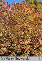 Viburnum opulus (kalina koralowa)